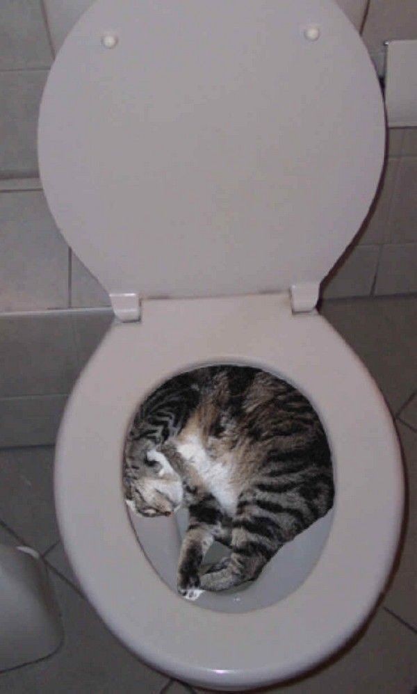 まるで液体のようなネコの写真