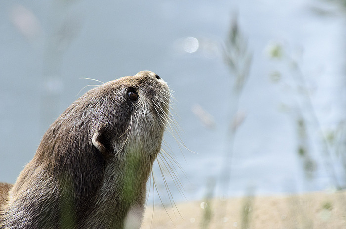 カワウソの可愛い写真