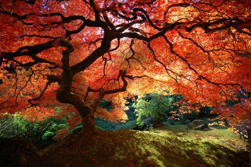 一生に1度は見ておきたい絶景の写真