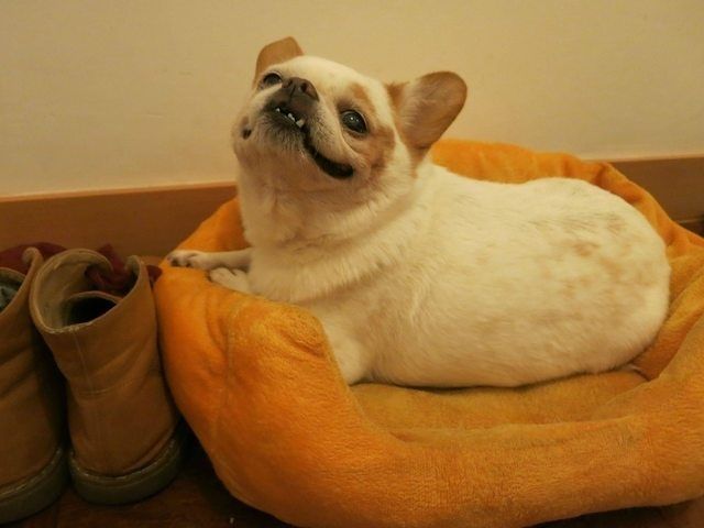 見ているだけで興奮してくる可愛い動物の画像