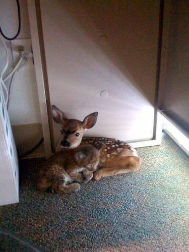 違う種類の動物が仲よくしている可愛い写真