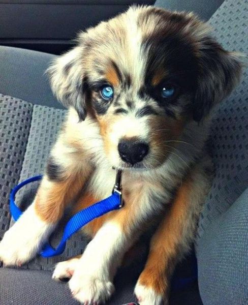 愛嬌ありすぎるミックス犬の写真