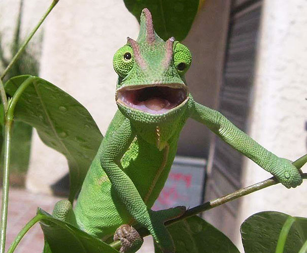 マジキチフェイスな動物たちの写真