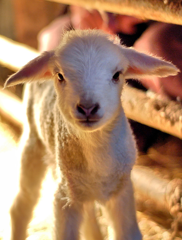 ふわふわで思わず「もふもふ」したくなる可愛い動物