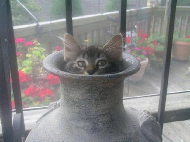 猫のかくれんぼ