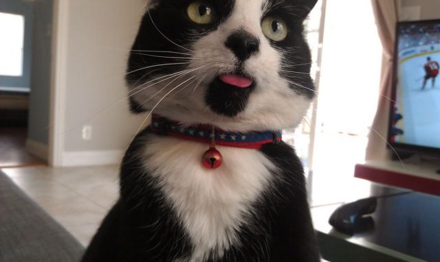 癒しの可愛い動物の画像