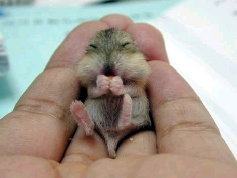 食欲のとどまるところを知らないシマリス