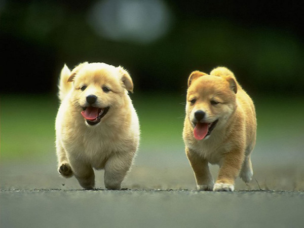 子犬の写真が本当に可愛すぎてワロタｗｗｗ写真