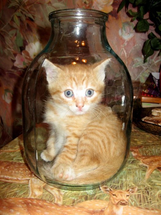 あまりの可愛さに驚くかわいい子猫の画像