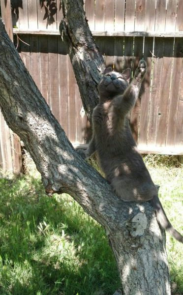 「かくれんぼ」している動物たちの可愛い写真