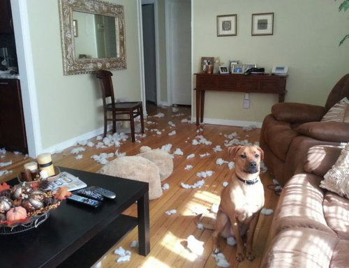 犬や猫たちの困ったいたずら写真