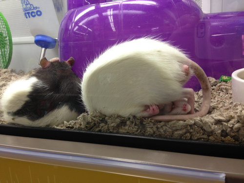 ぐっすり眠る動物たちの癒される写真