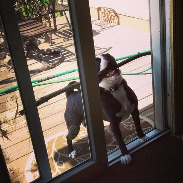 動物たちの本当に可愛らしい写真
