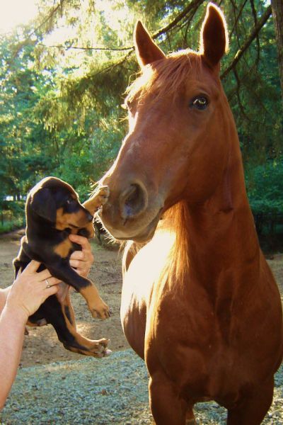 なんで動物ってこんなに可愛いんだろと思える写真