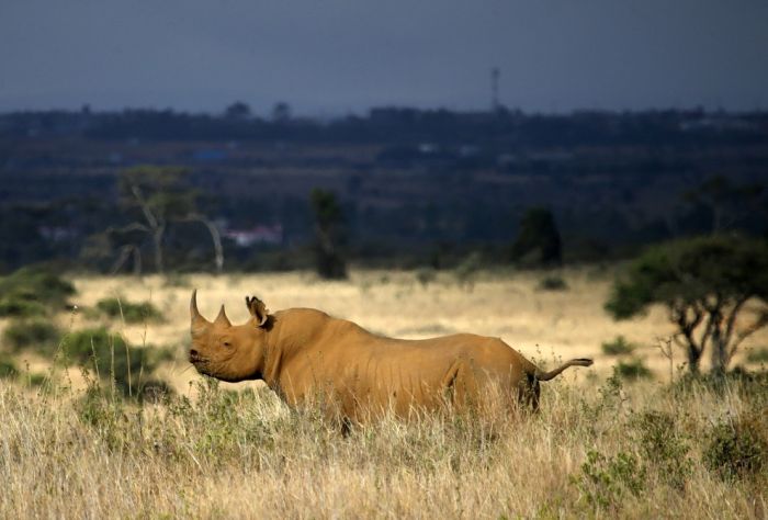 アフリカの野生動物たちの画像