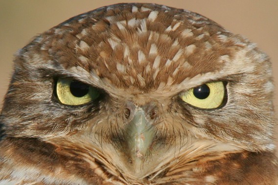可愛いフクロウさんの写真