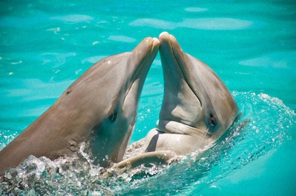 動物たちがキスする写真