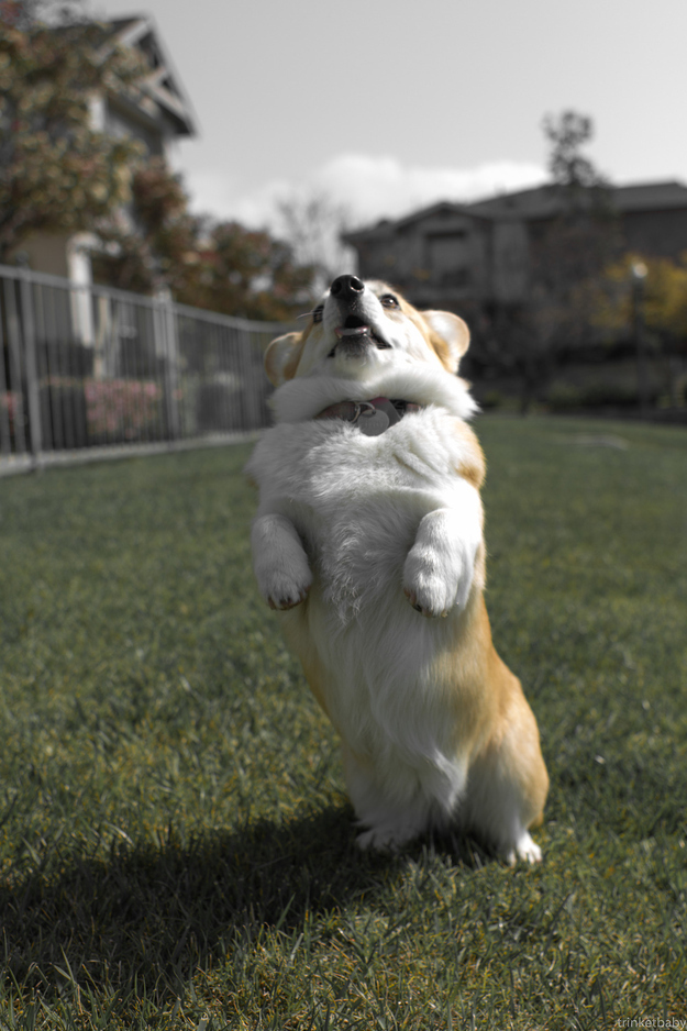 本当に可愛いコーギー犬の写真