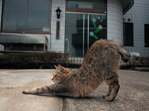 マジで可愛すぎる癒される猫の画像