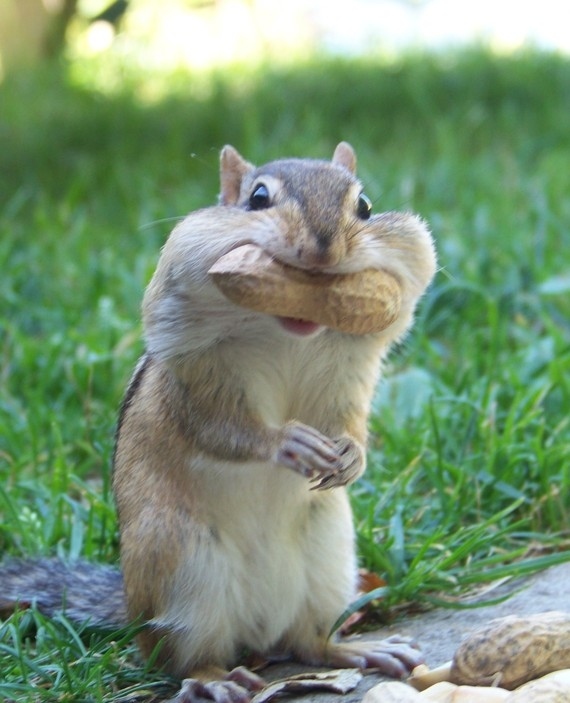 食欲のとどまるところを知らないシマリス