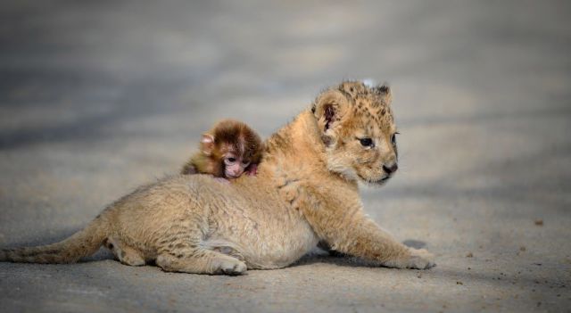 見ているだけで興奮してくる可愛い動物の画像
