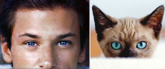 どっちが好き？同じようなポーズのイケメンと猫の比較画像