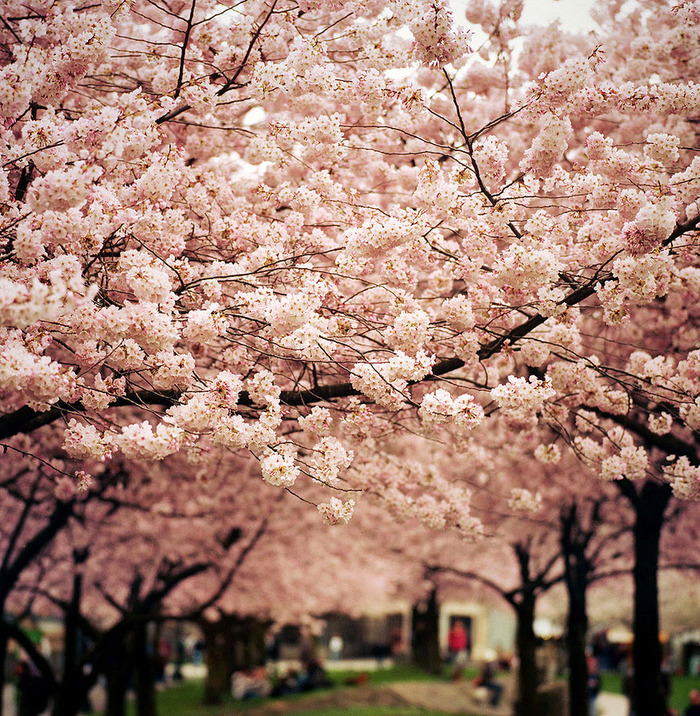 世界に咲く桜 