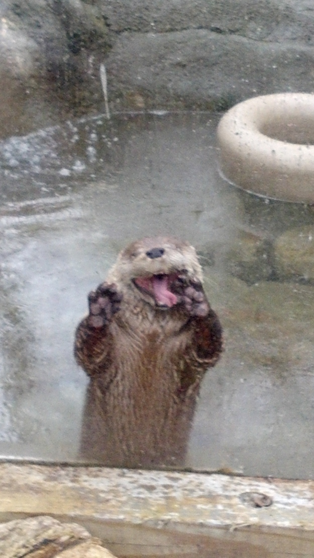 表情豊かなカワウソとラッコの写真