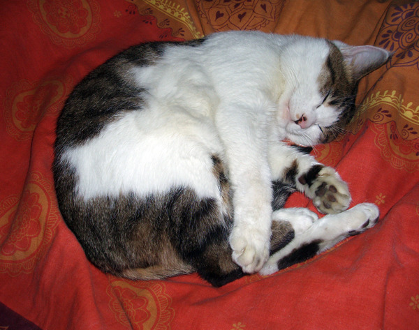 猫の寝顔がどうしてこんなに可愛いのかと思える写真