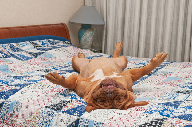 幸せそうな犬の笑顔