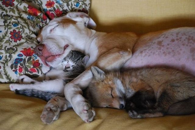 もう可愛すぎて何と言って良いのか分からない動物