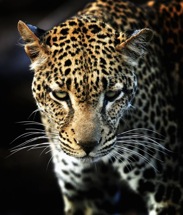 アフリカの野生動物たちの画像