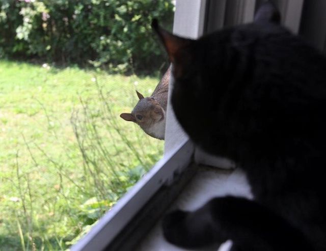ちょっと可愛すぎる動物たちの写真