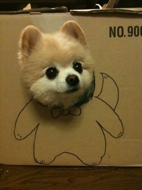 見ているだけで笑える動物のオモシロ画像