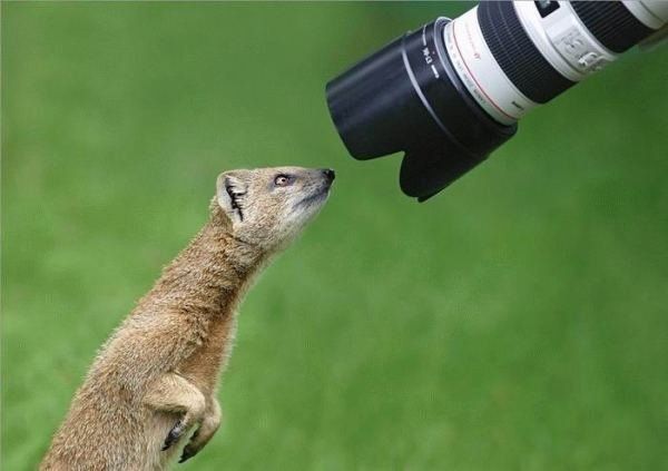 ふかふかした可愛すぎる動物画像