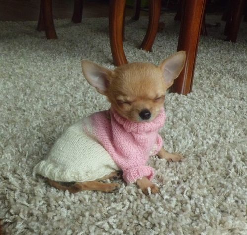 コスプレが似合いすぎるオシャレ犬・猫の写真