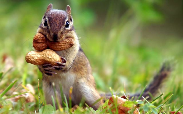 もう可愛すぎて何と言って良いのか分からない動物