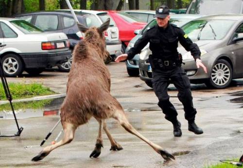 世界の「警察官という仕事」が分かる写真