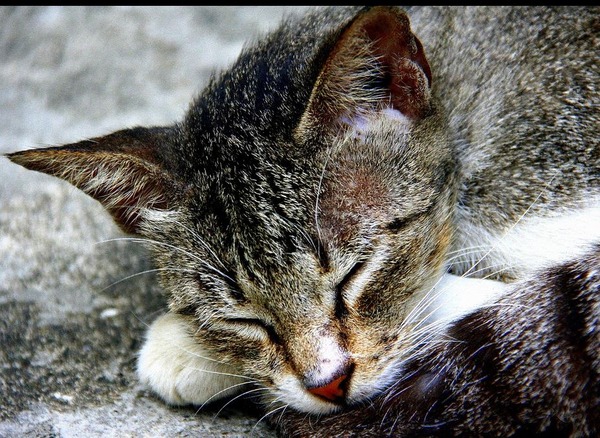 猫の寝顔がどうしてこんなに可愛いのかと思える写真