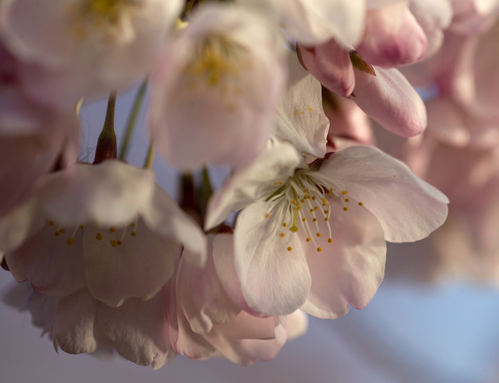 世界に咲く桜 
