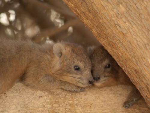元気になれる動物の画像