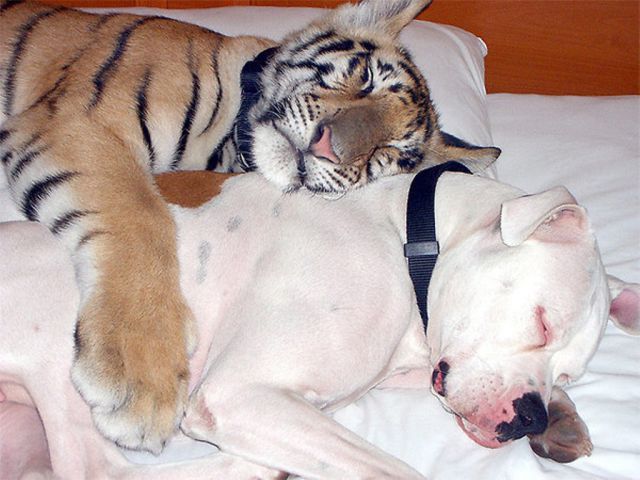 とても仲良しな動物たちの写真