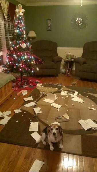 ちょっと笑えるクリスマスの写真