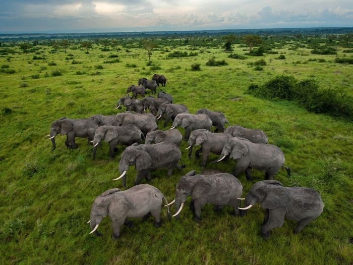 アフリカの野生動物たちの画像
