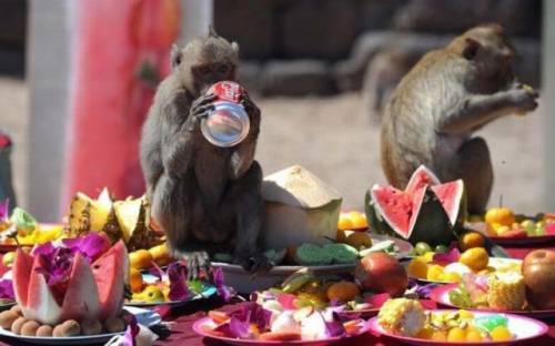 癒される可愛い動物たちの写真