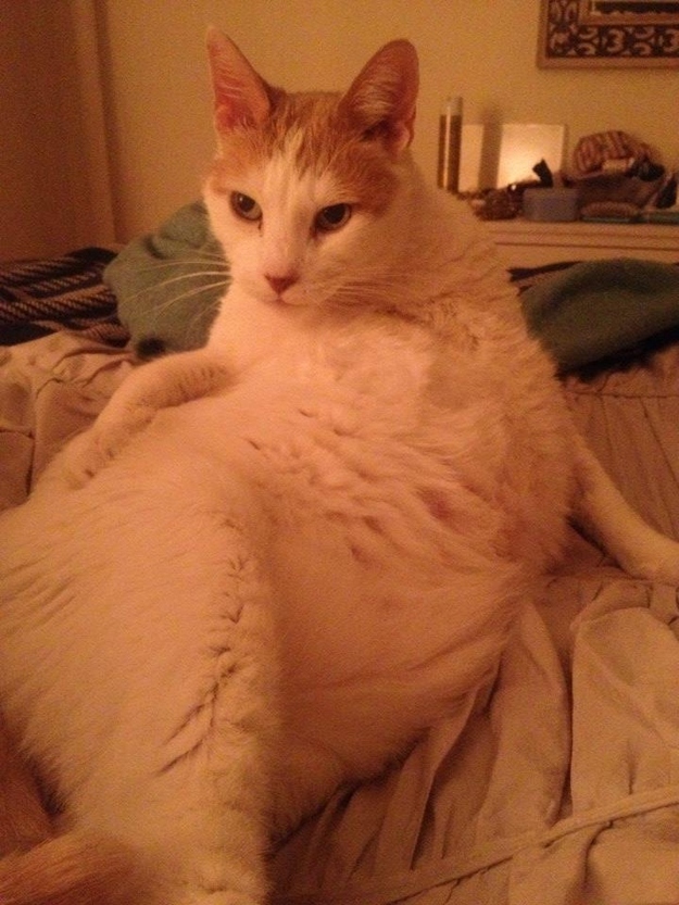 とにかく魅力的な猫の写真