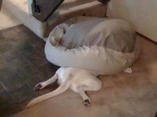 かなりヤバイ感じの写真