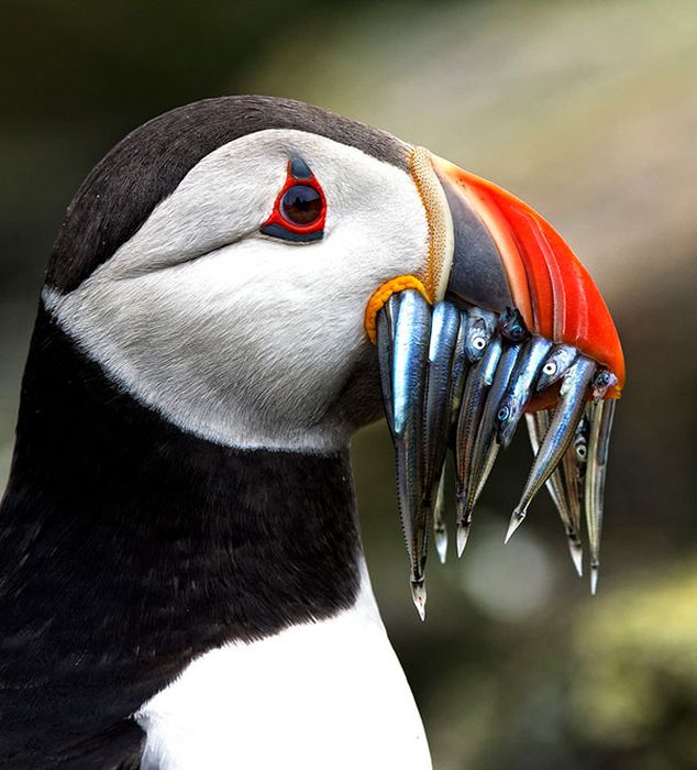 野生の生き物が本当に美しすぎた写真