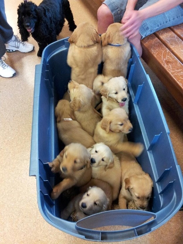 子犬のいっぱい詰まった夢のあるいれもの 