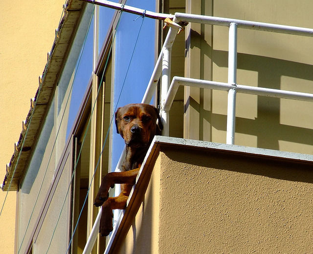 猫や犬の視線を感じる画像